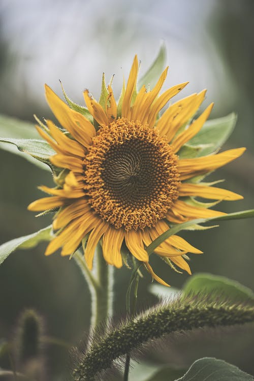 有关向日葵, 垂直拍摄, 天性的免费素材图片