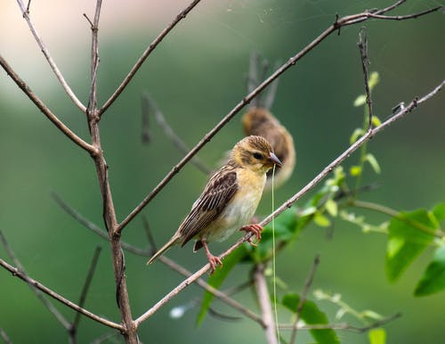 有关分公司, 動物, 天性的免费素材图片