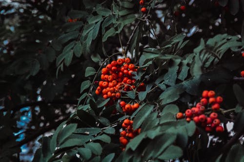 有关rowanberry, 俄國, 分公司的免费素材图片