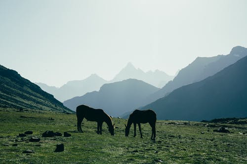 有关动物摄影, 天性, 山丘的免费素材图片