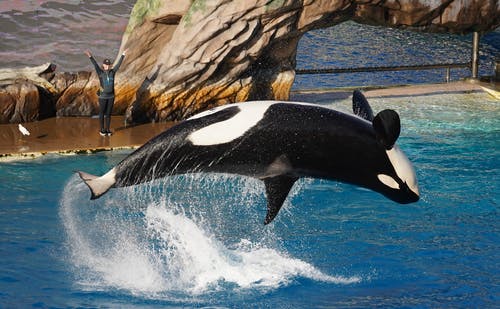 有关orca, 主题公园, 动物的免费素材图片