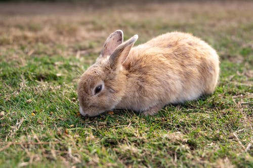 有关兔子, 动物, 可爱的免费素材图片