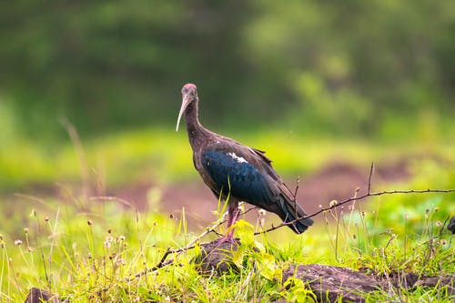 有关red naped ibis, 动物, 户外的免费素材图片