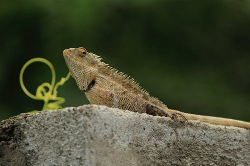 有关camale?oindiano, 伪装, 动物的免费素材图片