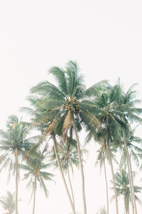 有关垂直拍摄, 棕榈树, 椰子树的免费素材图片