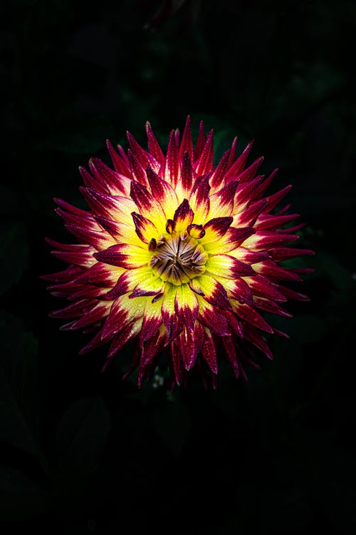 有关充满活力, 垂直拍摄, 大丽花的免费素材图片