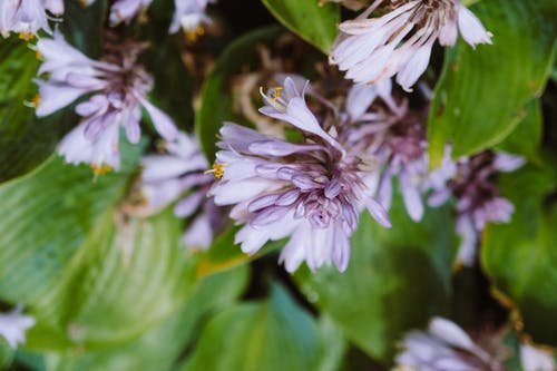 有关增长, 微妙, 植物群的免费素材图片