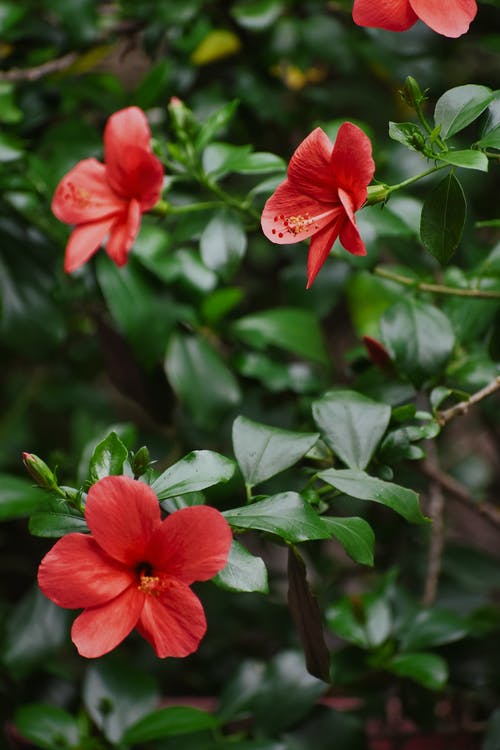 有关分公司, 增长, 工厂的免费素材图片