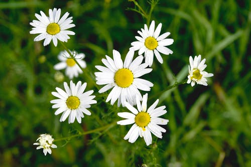 有关俯视图, 含花植物, 增长的免费素材图片