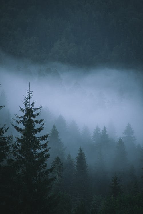 有关垂直拍摄, 坏心情, 天性的免费素材图片