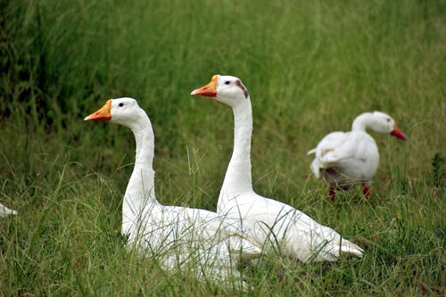 有关特写, 草, 选择性对焦的免费素材图片