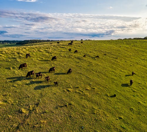 有关一群动物, 乾草地, 奶牛的免费素材图片