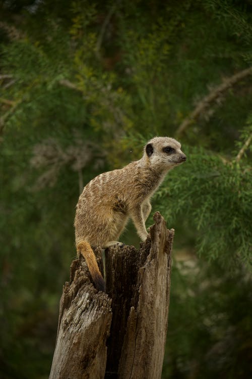 有关动物, 动物摄影, 可爱的免费素材图片