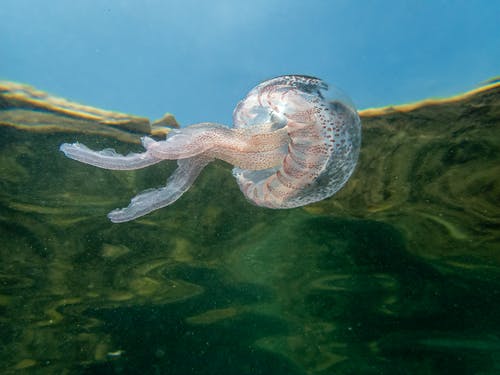 有关水下, 水母, 海洋生物的免费素材图片