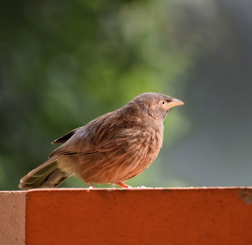 有关侧面图, 户外, 日光的免费素材图片