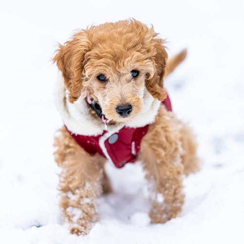 有关冬季, 动物, 动物摄影的免费素材图片