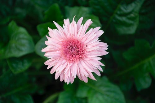 有关俯视图, 倾斜移位, 增长的免费素材图片