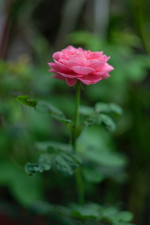 有关倾斜移位, 墙纸, 户外的免费素材图片