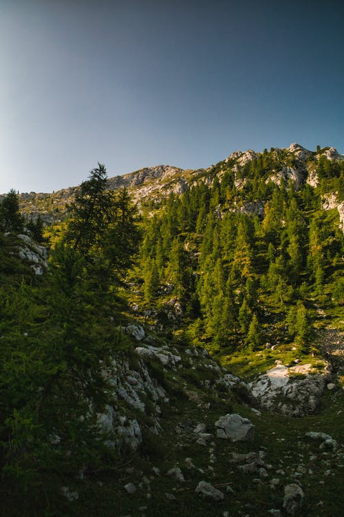 有关垂直的, 天性, 景观的免费素材图片