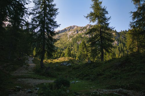 有关冒险, 天性, 小路的免费素材图片