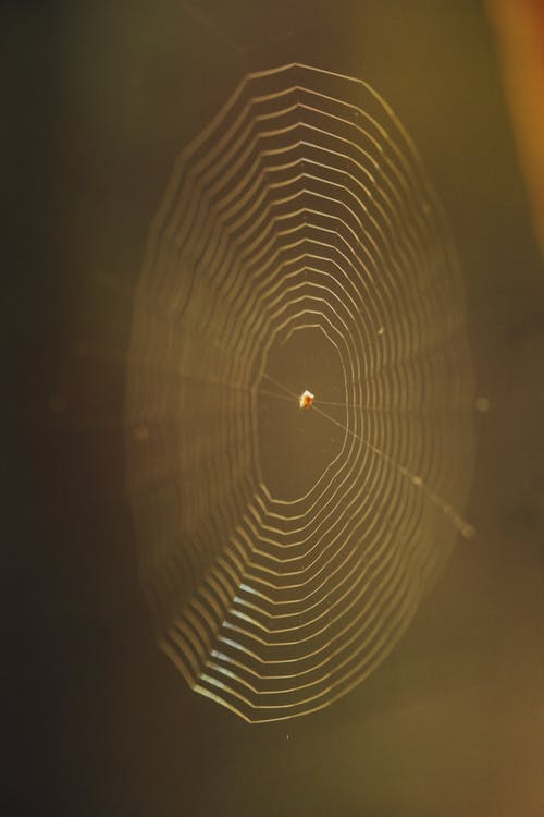 有关图案, 垂直拍摄, 特写的免费素材图片