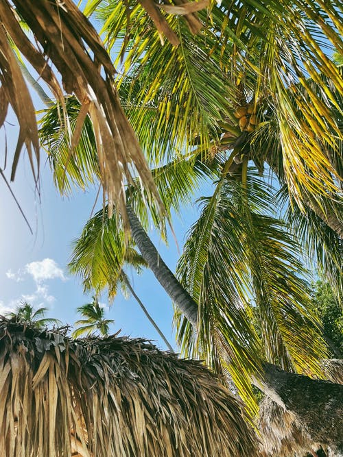 有关低角度拍摄, 棕榈树, 椰子树的免费素材图片