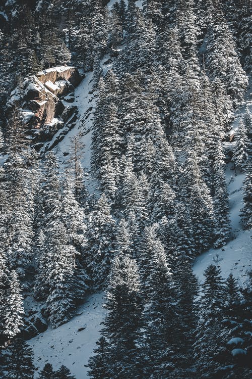 有关大雪覆盖, 山林, 棕榈树的免费素材图片