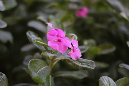 有关干, 植物群, 模糊的免费素材图片