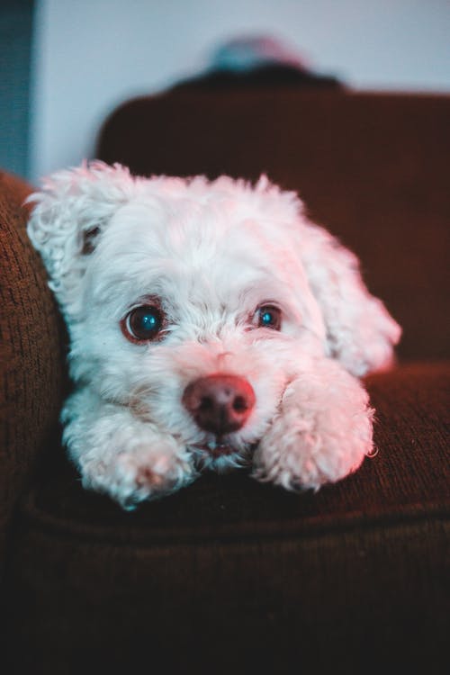 有关动物, 可爱, 可爱的的免费素材图片
