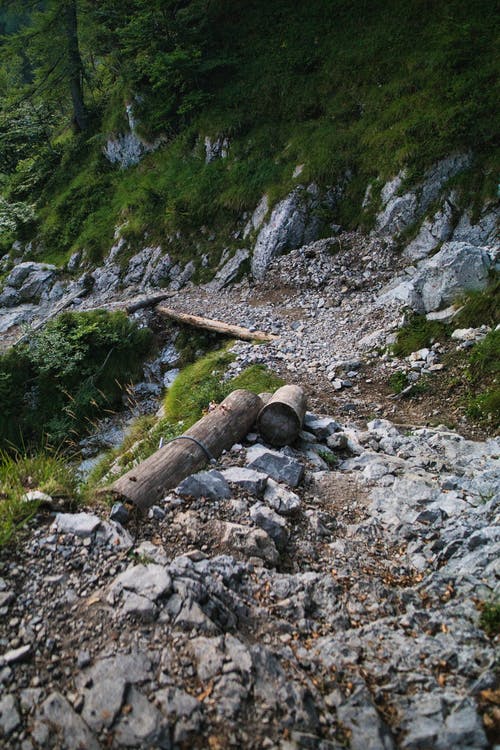 有关垂直的, 天性, 小路的免费素材图片