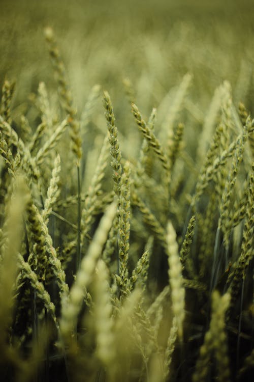 有关垂直拍摄, 增长, 天性的免费素材图片