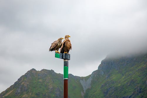 有关山, 挪威, 捕食者的免费素材图片