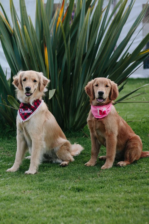 有关动物, 可爱, 可爱的的免费素材图片