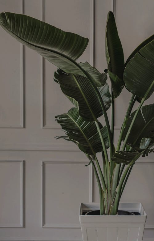 有关垂直的, 室内, 绿色植物的免费素材图片