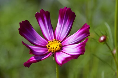 有关倾斜移位, 微妙, 植物群的免费素材图片