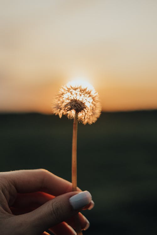 有关光, 反对, 太阳的免费素材图片