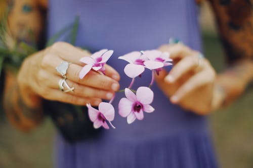 有关微妙, 植物群, 紫色的花朵的免费素材图片