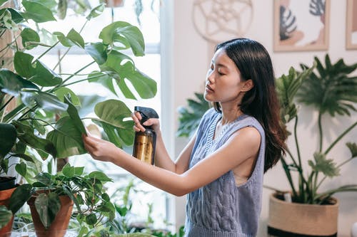 有关monstera deliciosa, 休闲, 保重的免费素材图片