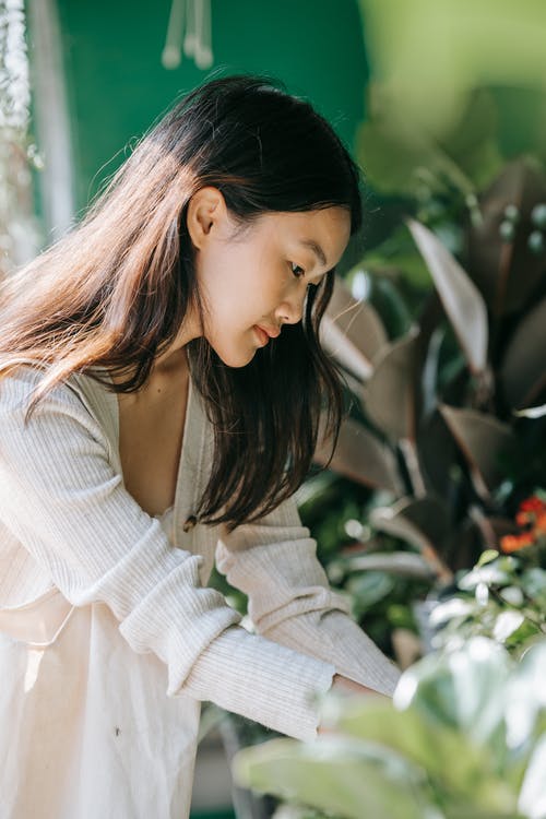 一个女人照料她的植物 · 免费素材图片