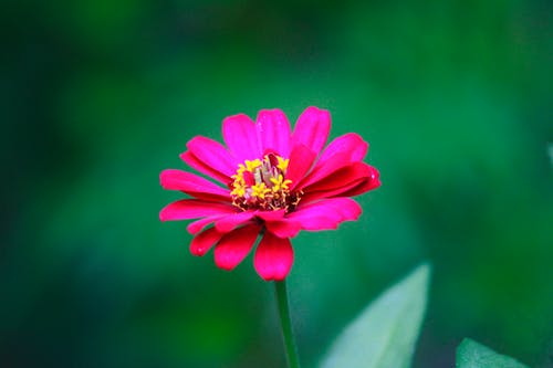 有关增长, 天性, 微妙的免费素材图片