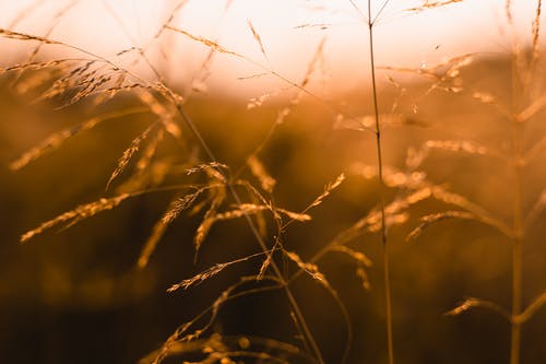 有关小麦, 户外, 日落的免费素材图片