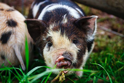 有关动物, 国内, 小猪的免费素材图片