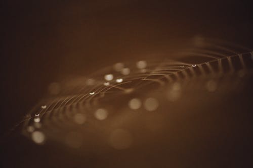 有关浅焦点, 背景虚化, 蜘蛛网的免费素材图片