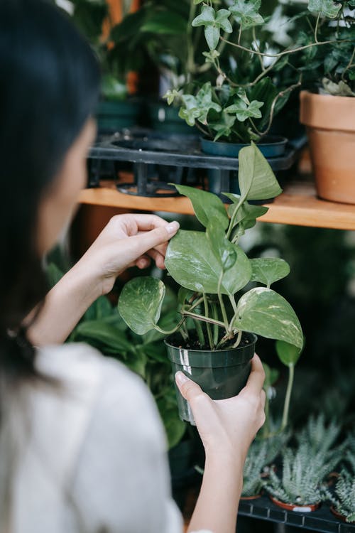 有关中等人群, 后视图, 天的免费素材图片