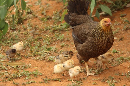 有关动物, 家畜, 家禽的免费素材图片