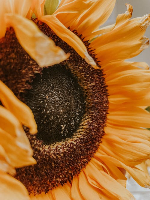 有关向日葵背景, 微妙, 新鲜的免费素材图片