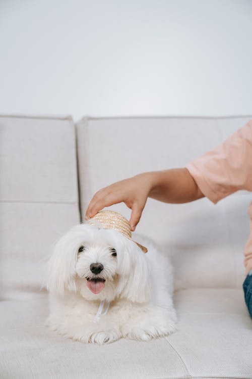 有关可爱, 可爱的, 垂直拍摄的免费素材图片