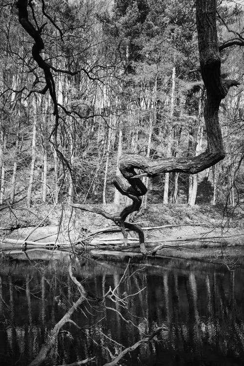 有关公园, 反射, 户外的免费素材图片