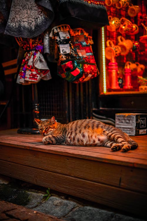 有关動物攝影, 國內, 大花猫的免费素材图片