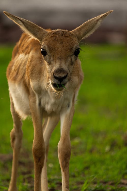 有关动物头, 动物摄影, 年轻的免费素材图片